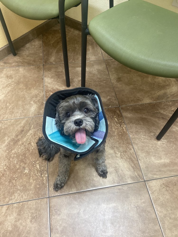 Veterinary Forms Prestige South Fontana